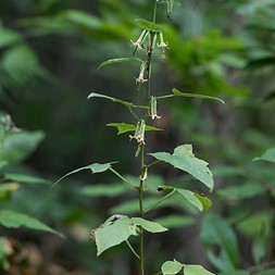 Nabalus altissimus (tall rattlesnake-root)